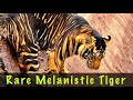 Rare Black Tiger of Nandankanan Zoo | And Other Big Cats | White Tiger | Bengal Tiger | Lion
