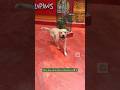 Cute labrador😊#labrador #dog #cute #pets #animals #youtubeshorts #entertainment #funnydog #cutedog