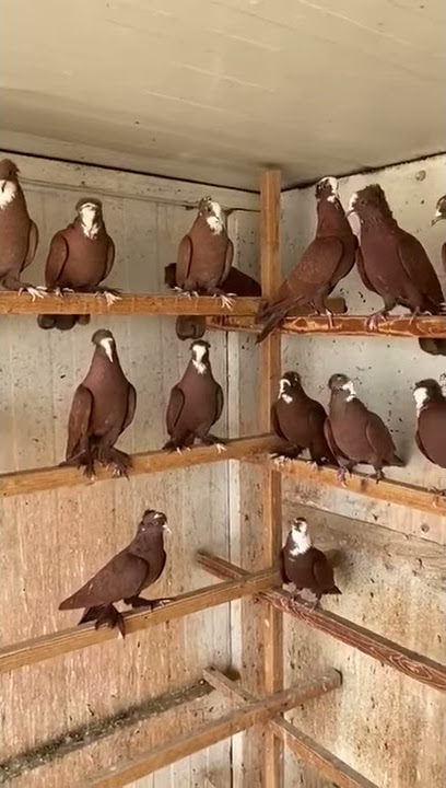 طيور حمر فول جمال وقوى شاهد #المربي