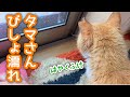 雨上がりにずぶ濡れのタマさんがやって来たので
