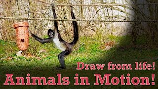 Draw from Life - Animals in Motion #20 - Spider Monkey