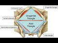 Urogenital and Anal triangle