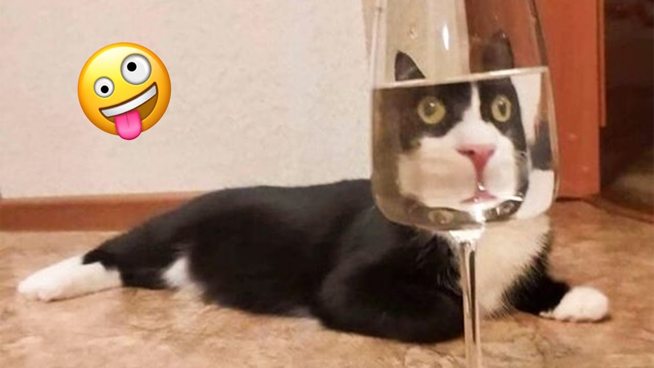 Try Not To Laugh Videos 😺😍 -Pet Friends