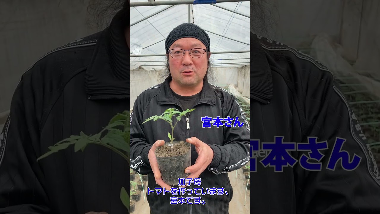 生活協同組合おおさかパルコープ｜【加子母トマト】予約受付中！岐阜県