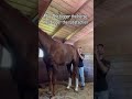 The Bigger the Horse, the LOUDER the Release! (ASMR) 💥 #asmr