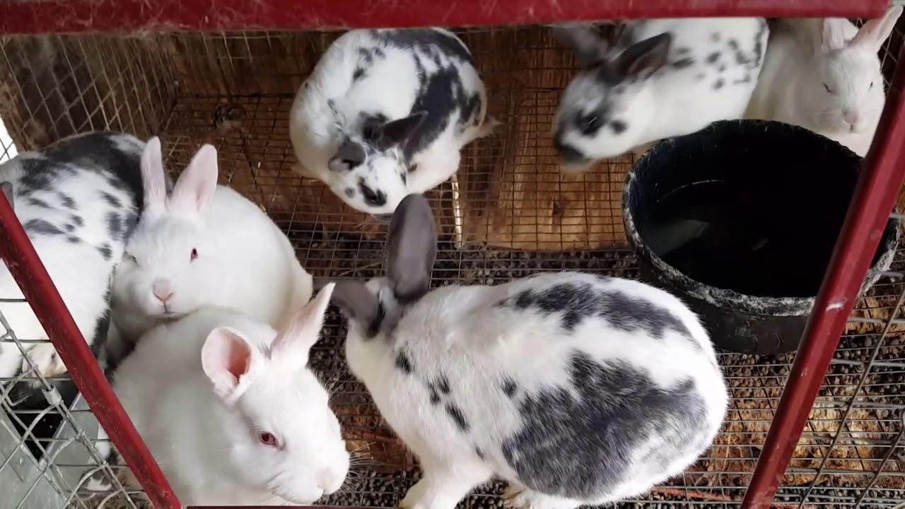 New Zealand Rabbits: Update! 