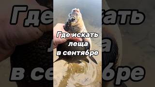 Поиск леща в сентябре!