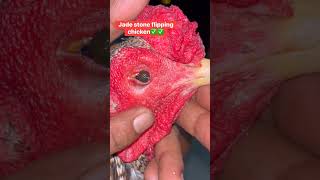 jade stone flipping chicken #chicken #ytshorts #aseelbirds #shortsfeed #roosterfarm #animals #shorts