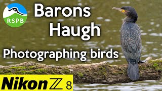 Photographing Birds with the Nikon Z8 at RSPB Baron&#39;s Haugh