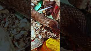 COBRA EATING RAW CHICKEN #shorts #cobra #snakes Profile