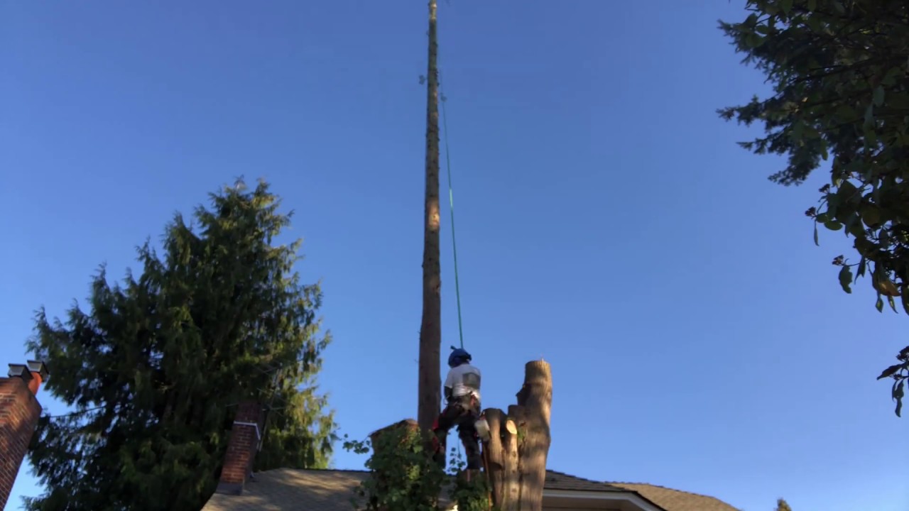 large cedar tree removal - YouTube