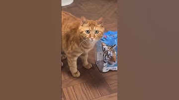 POV: Je bent een kat wiens laatste hersencel net is gestopt
