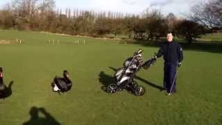 Черные лебеди атакуют гольфистов