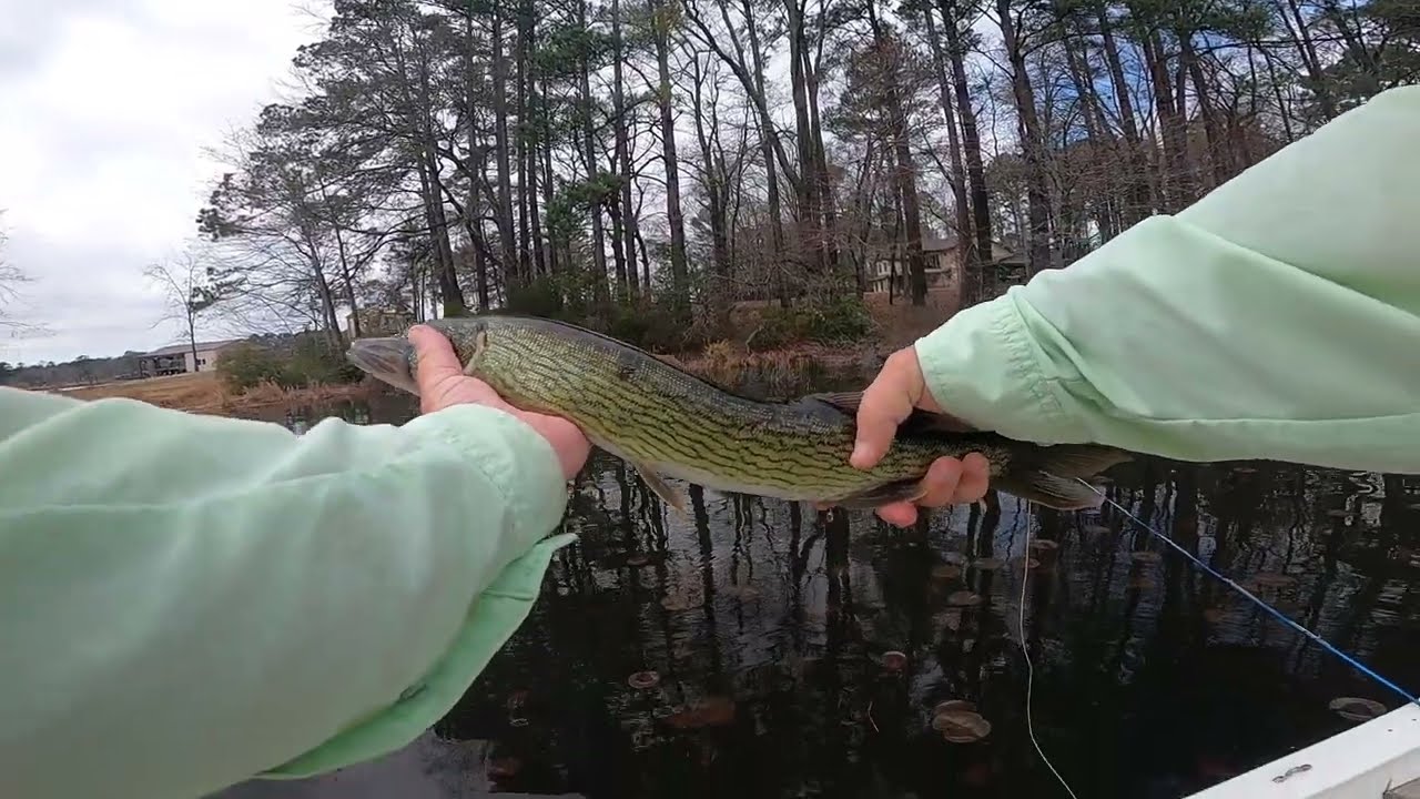 How to catch a big Chain Pickerel with a fly rod in the middle of late winter 