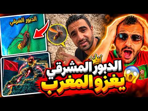 #ميمز 🔥 الدبور المشرقي يغزو المغرب! 😱 شنو القصة وواش خاص المغاربة يخافو؟