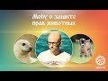 Moby о защите прав животных