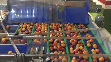 Apricots Grading Line - Central Discharge