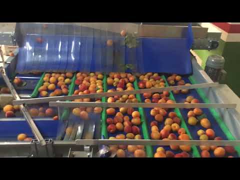 Video: Cov Ntses Muag Muag Nrog Qhuav Apricots
