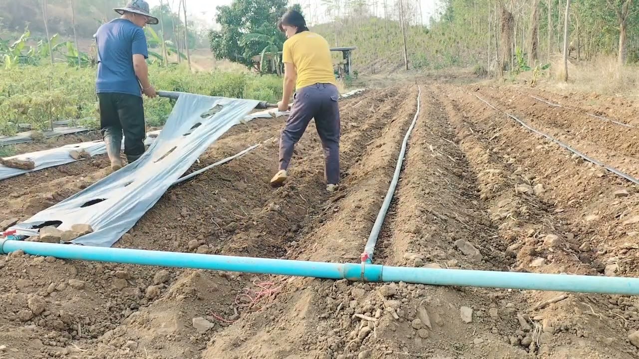 หวานปุ๋ยคลุมผ้ายาง ก่อนปลูก