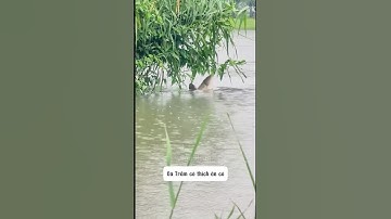 Bài mồi câu cá trắm cỏ #fishing