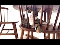 寝方のクセがすごいリノボーイ😽