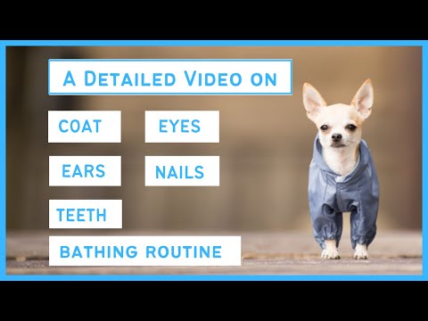 Video: Hygiënische Chihuahua is alles over dat Flossing Life