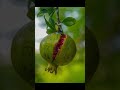 اجي يامول المال اجي لعندي اغنية جبلية جميلة جدا ورائعة في ريف المانيا في خاطر الطبيعة
