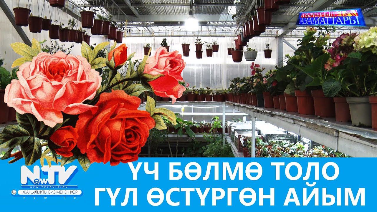 NewTV// ҮЧ БӨЛМӨ ТОЛО ГҮЛ ӨСТҮРГӨН АЙЫМ // АЗЫРКЫНЫН АЗАМАТТАРЫ