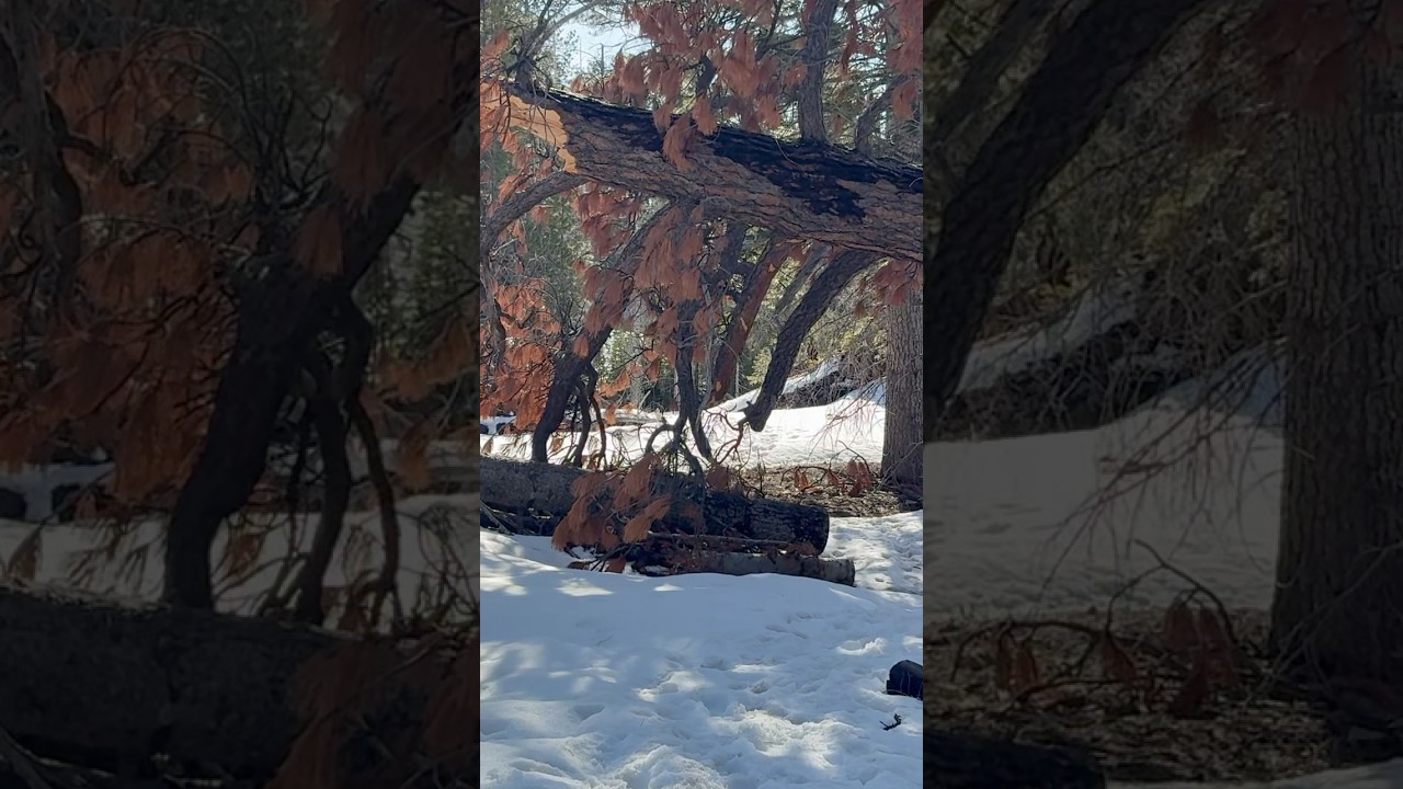 Epic Winter Hiking Trails Discover a Snowy Trail Beneath a Majestic Fallen Tree