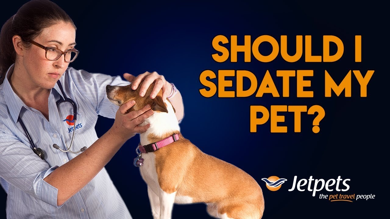 Is It Safe To Sedate A Dog For Travel