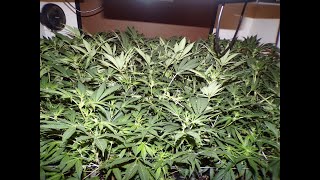 S04E06 Recirculating System And Supercropping for 18 Epic Clones