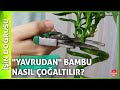 Bambu Nasıl Çoğaltılır? - Bambuda Yavru Köklendirme Yöntemi