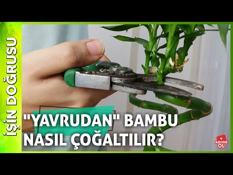 Video: Şanslı Bambu Bitkilerini Budayabilir misiniz - Dracaena Şanslı Bambu Budaması Hakkında Bilgi Edinin
