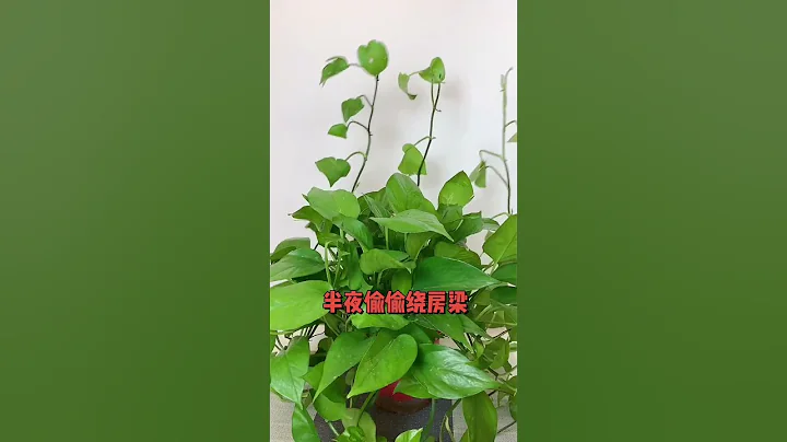 養花澆對水，勝過施肥料 #養花小知識 #分享養花經驗 #養花 #shorts - 天天要聞