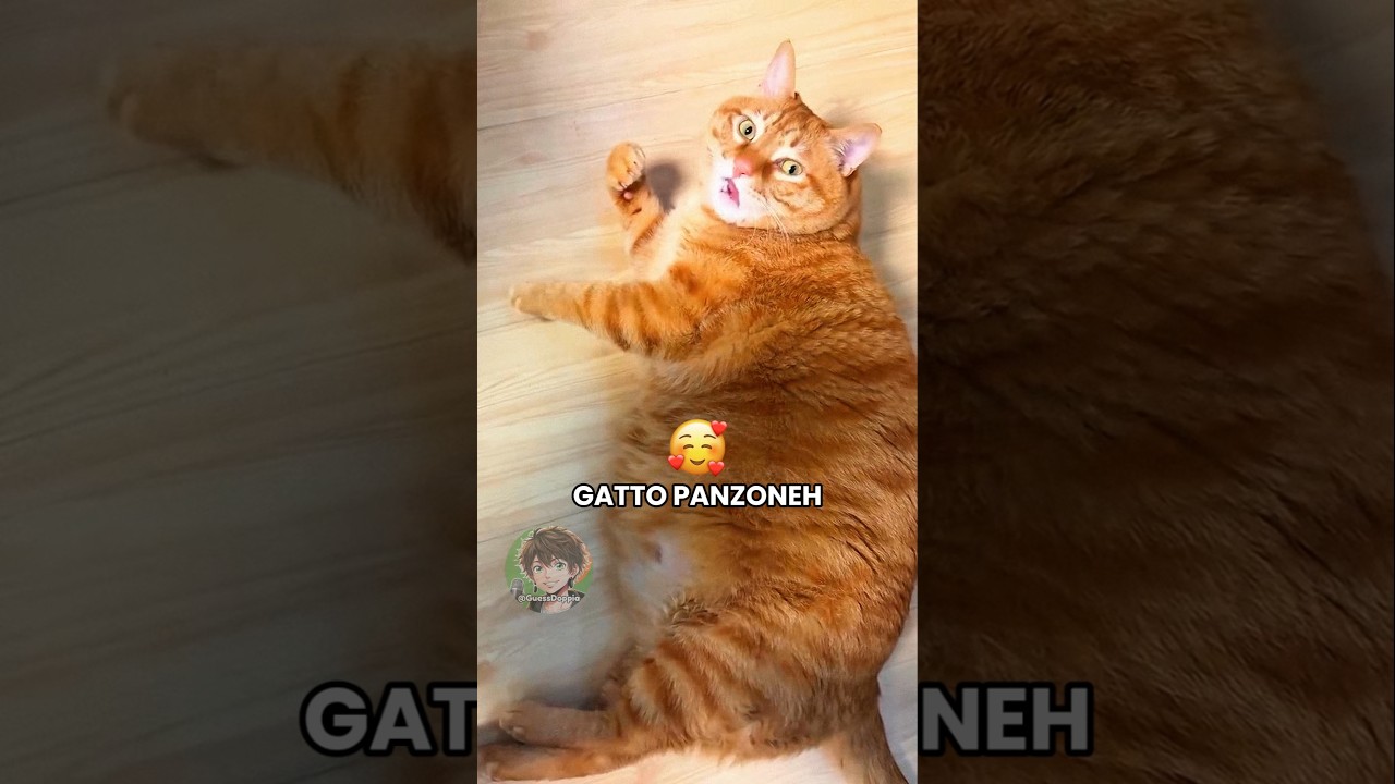 🐱 Gatto panzone (PARTE 23)