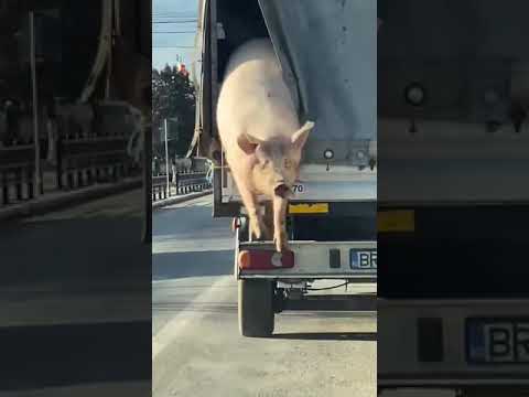 Video: Cum se scrie ca de porc?