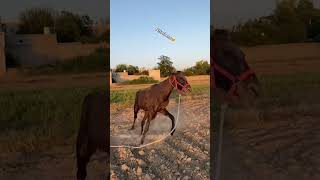 Aggressive horse 🐎 #horse attack me 😥