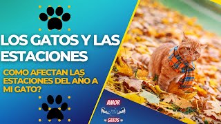 Los gatos y las estaciones del año 🙀😻