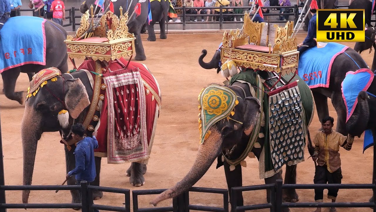 태국 6, 코끼리 쇼, Elephant Show, 4K