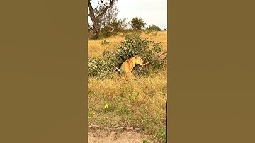 Leopard & Lioness  fall from tree at kruger