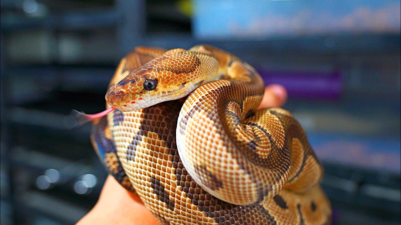 [4K] I Got Scammed On This Ball Python! - YouTube