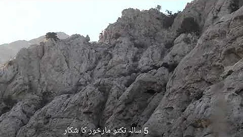 Five years Old Suleiman Markhor, Hunted in Quetta Balochistan.