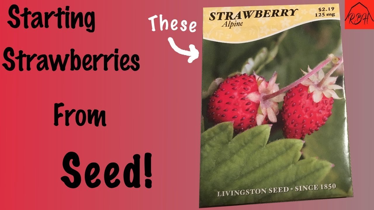 Starting Strawberries from Seed! - YouTube