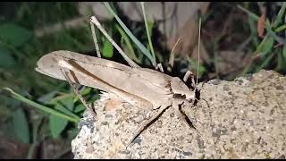 Close look 😲weird sound of locust  part 2