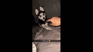 Smart pomsky dog copies owner demonstrating how to perform CPR