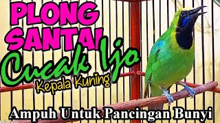 Cucak Ijo Kepala Kuning Gacor Untuk Pancingan Bunyi