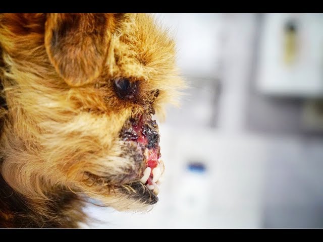 DOG LOST HIS NOSE IN A HUNTER´S TRAP... LOOK AT HIM NOW!