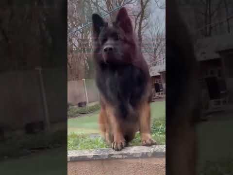 عظمه الراعي الالماني كلاب هاسكي اكسبلور Huskyshepherd Malinois Huskydoglovers Huskydog D 