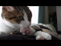 指先を大きく開いて肉球のお手入れをする猫 ~ぽっけ♂~ Cat that grooms the pad and nails by widening the fingertips ~Pokke♂~