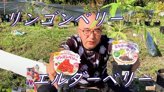 第45回「リンゴンベリー（コケモモ）とエルダーベリーの鉢植え」の巻【ド素人果樹栽培】